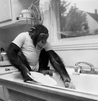 Chimpanzee Washing a Plate in Kitchen Sink Fine Art Print