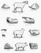 19th Century Wood Engraving of Meat Cuts from Sheep, Lamb, and Pig