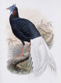 Bulwer's Pheasant Fine Art Lithograph Print by John Gould