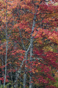 Autumn Foliage Fine Art Print by Judith Zimmerman - Acadia National Park