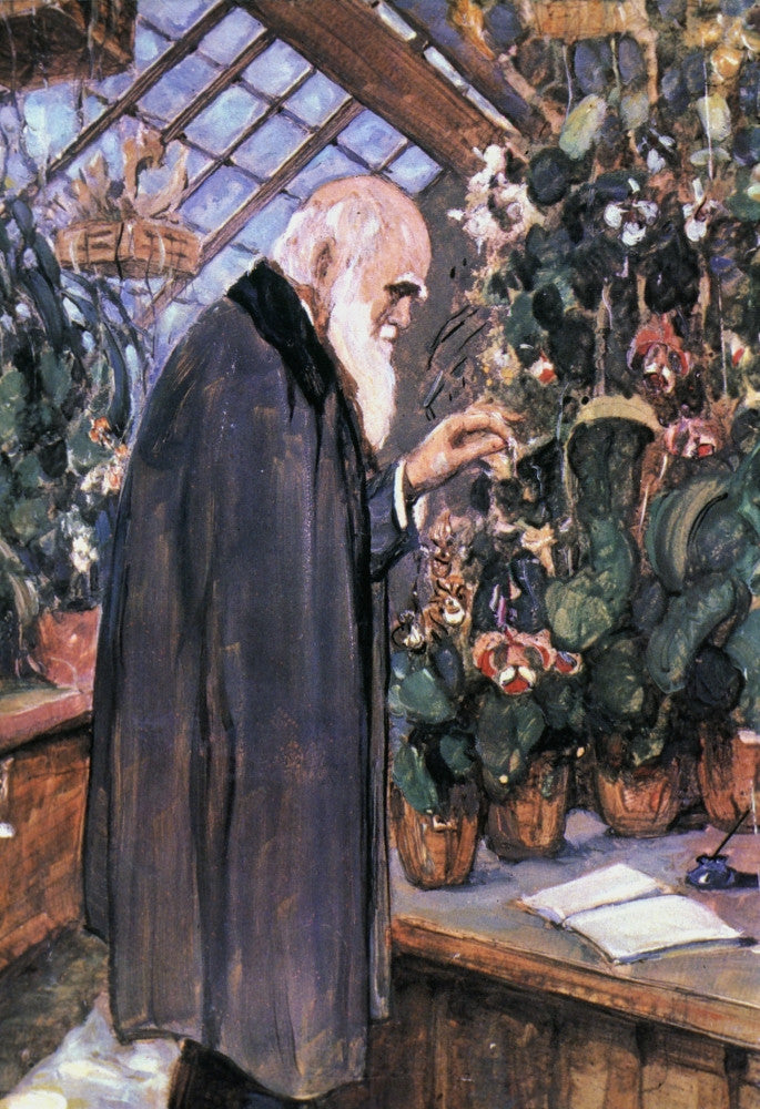 Charles Darwin in the Greenhouse at Down House Poster Print