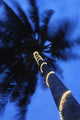 Palm Tree with Fairy Lights Blurred Motion Fine Art Print by Ian Cumming