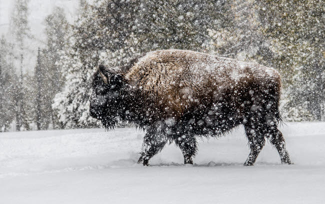 Bison in Winter Fine Art Print - Yellowstone National Park by George Theodore