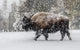 Bison in Winter Fine Art Print - Yellowstone National Park by George Theodore