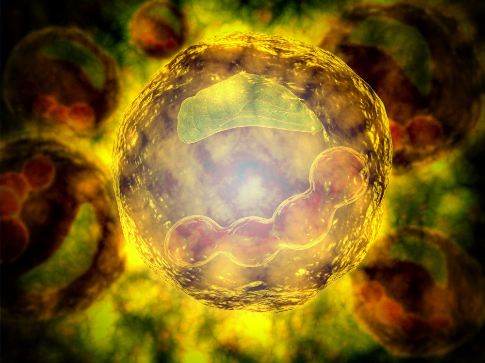 Microscopic View of Human Cell Fine Art Print