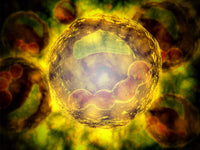 Microscopic View of Human Cell Fine Art Print