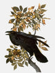 Audubon: Northern Raven Fine Art Print from 'The Birds of America'