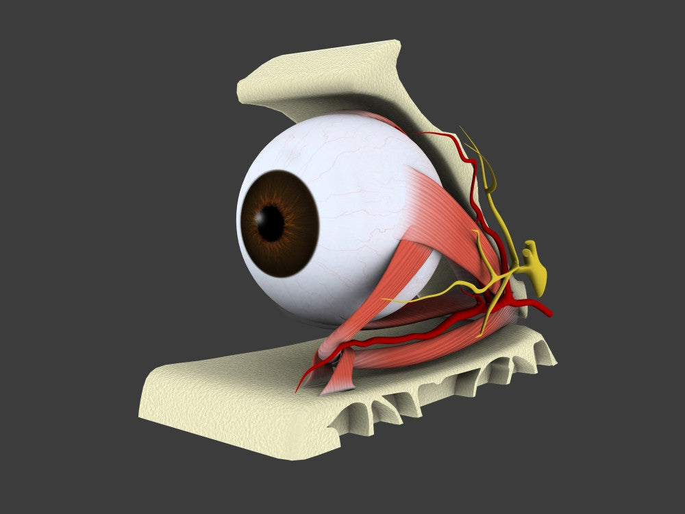 Conceptual Human Eye Anatomy Fine Art Print