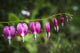 Bleeding Heart Blooms Fine Art Print by Robert L. Potts - Astoria, Oregon