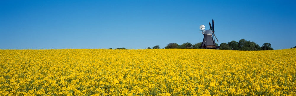 Oilseed Rape Field with Traditional Windmill Fine Art Print - Germany
