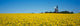 Oilseed Rape Field with Traditional Windmill Fine Art Print - Germany