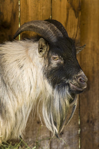 Issaquah, WA African Pygmy Goat Portrait Fine Art Print by Janet Horton