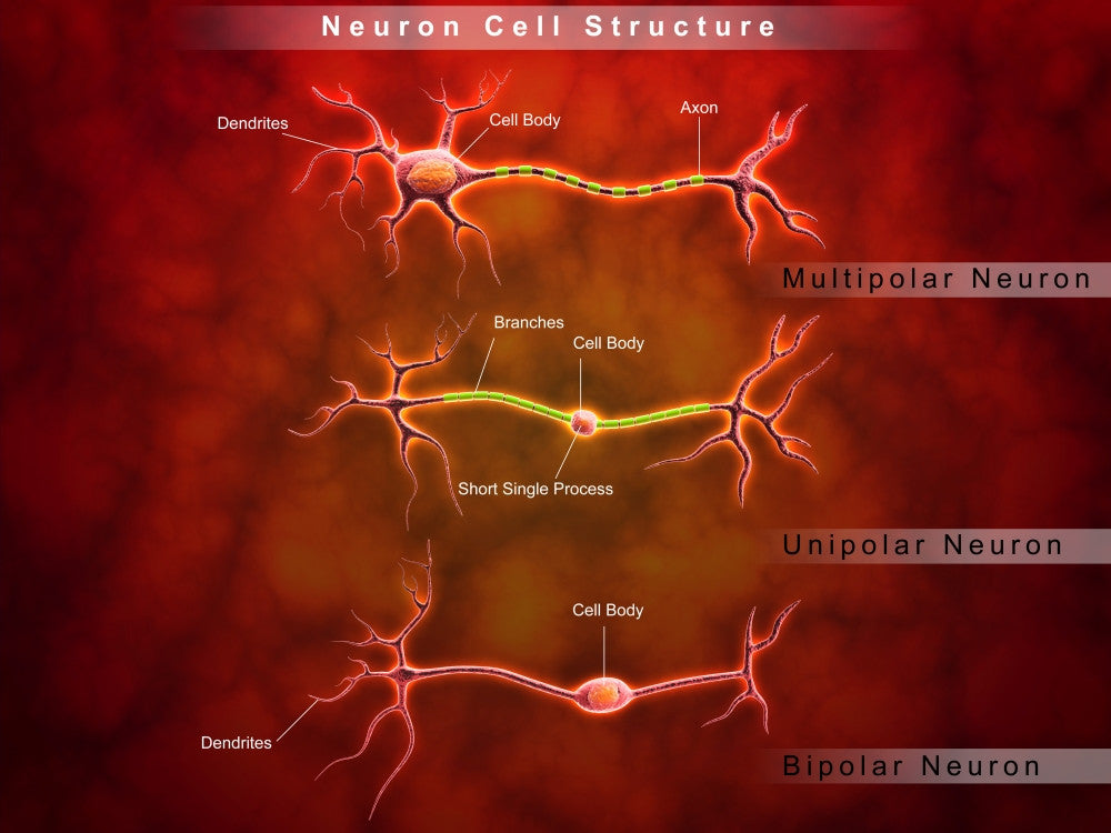 Anatomy Structure of Neurons Fine Art Print - Multiple Sizes Available