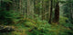 Hoh Rainforest Photo Print by Panoramic Images | 25x12