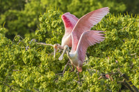 Roseate Spoonbill Pair Fine Art Print by Jaynes Gallery