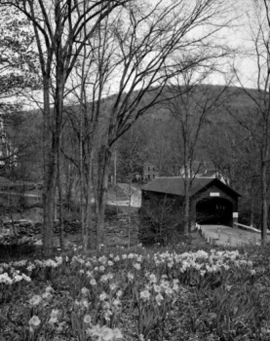 Daffodils in Forest with Covered Bridge Fine Art Print - Vermont, USA