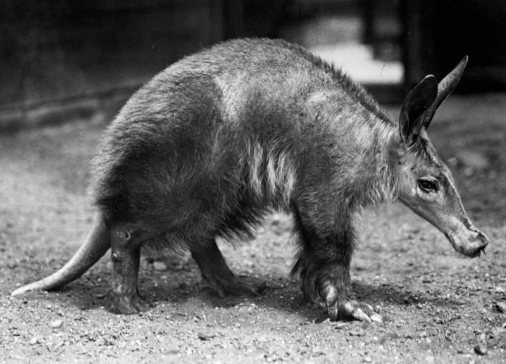 Aardvark Fine Art Print by Granger Collection