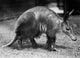 Aardvark Fine Art Print by Granger Collection