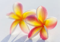 Stunning Yellow and Pink Plumeria Flowers Art Print by Brandon Tabiolo