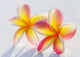Stunning Yellow and Pink Plumeria Flowers Art Print by Brandon Tabiolo