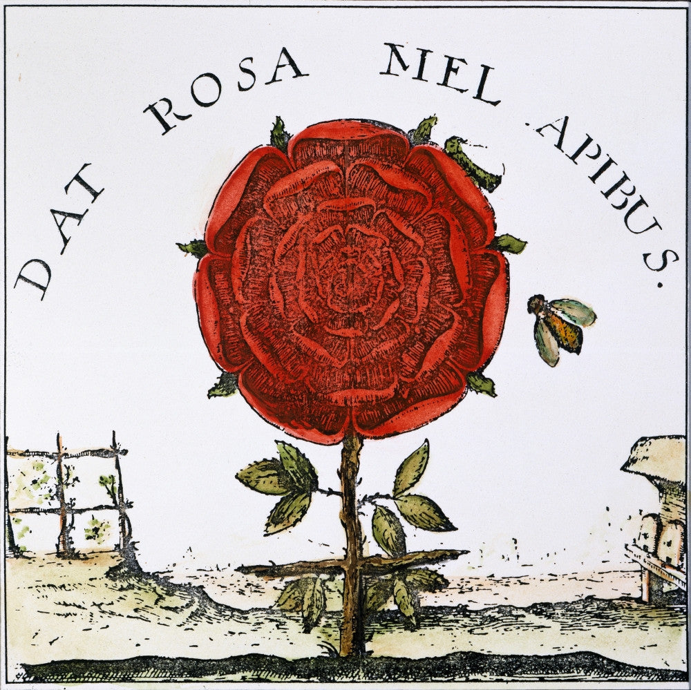Rosicrucian Symbol Engraving from Robert Fludd's 'Summum Bonum' 1629 - Fine Art Print