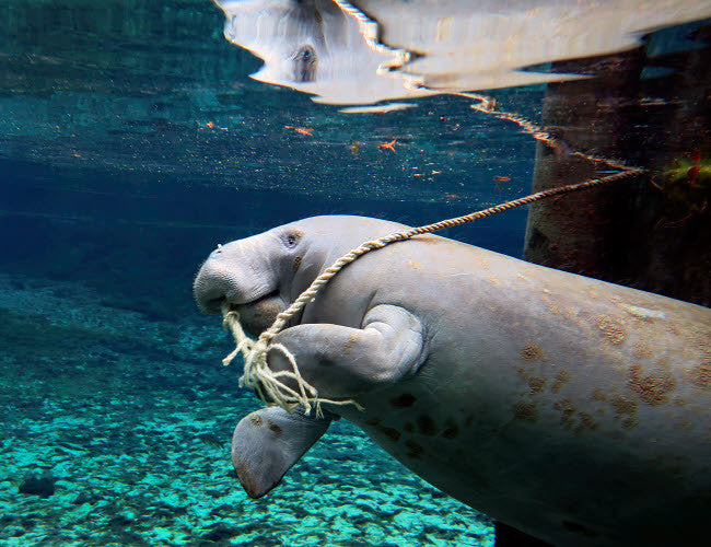 Manatee Chewing Dock Rope Fine Art Print by Michael Wood