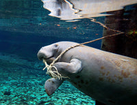 Manatee Chewing Dock Rope Fine Art Print by Michael Wood