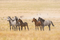 Wild Horses Alert Fine Art Print by Jaynes Gallery