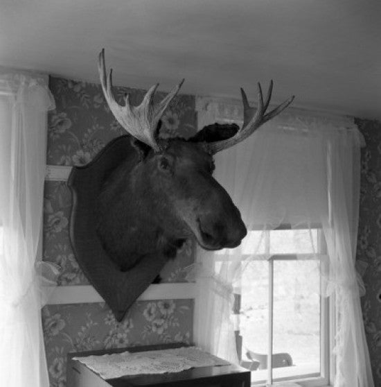 Stuffed Head of Moose Fine Art Print - Multiple Sizes Available