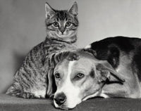Charming Portrait of a Dog and Cat Fine Art Print
