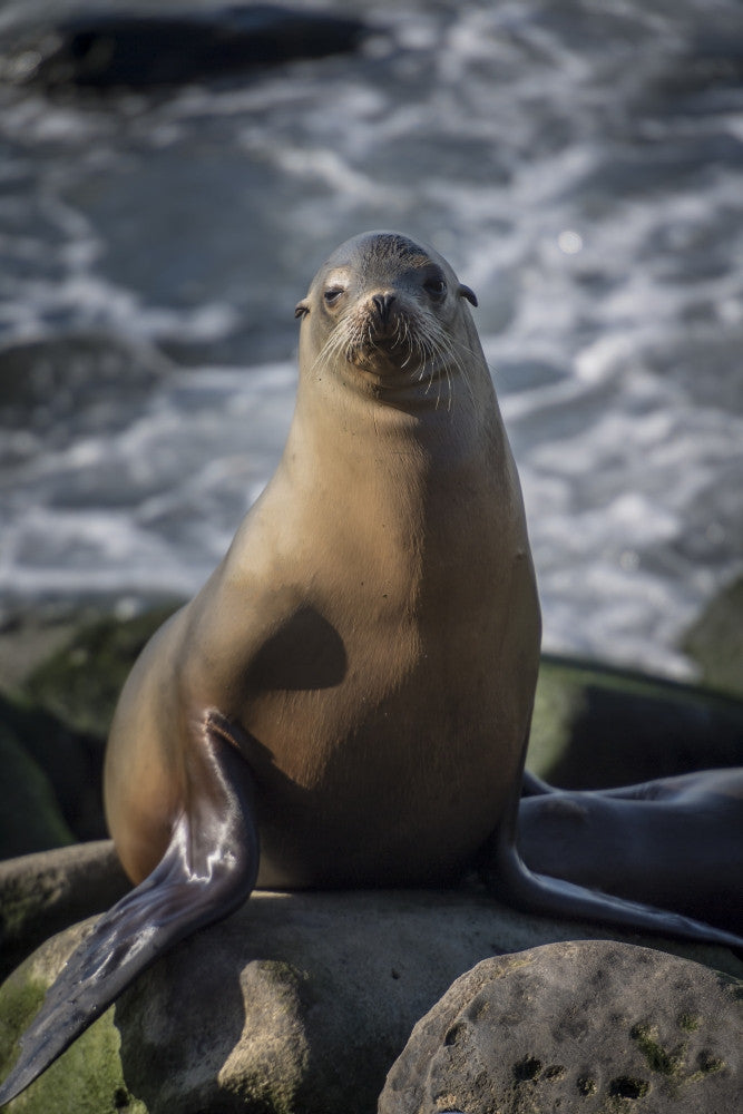 Full View Sea Lion Fine Art Print by Sheila Haddad
