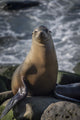 Full View Sea Lion Fine Art Print by Sheila Haddad