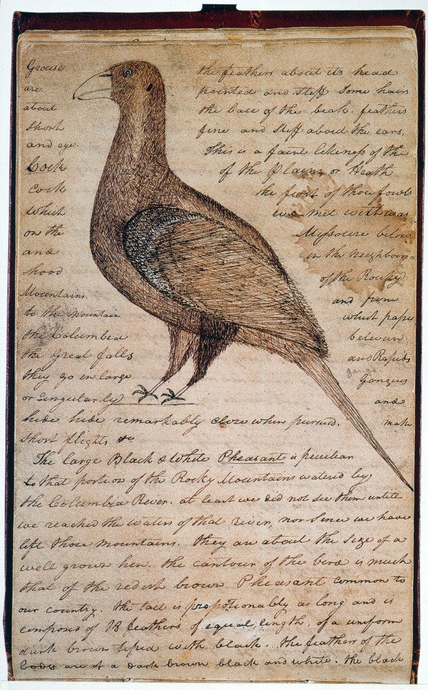 Lewis & Clark Sage Grouse Drawing Fine Art Print