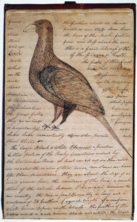 Lewis & Clark Sage Grouse Drawing Fine Art Print