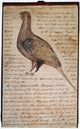 Lewis & Clark Sage Grouse Drawing Fine Art Print