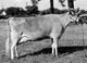 Side Profile of a Jersey Cow in a Field Fine Art Print