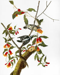 Audubon Downy Woodpecker Fine Art Print from 'The Birds of America'