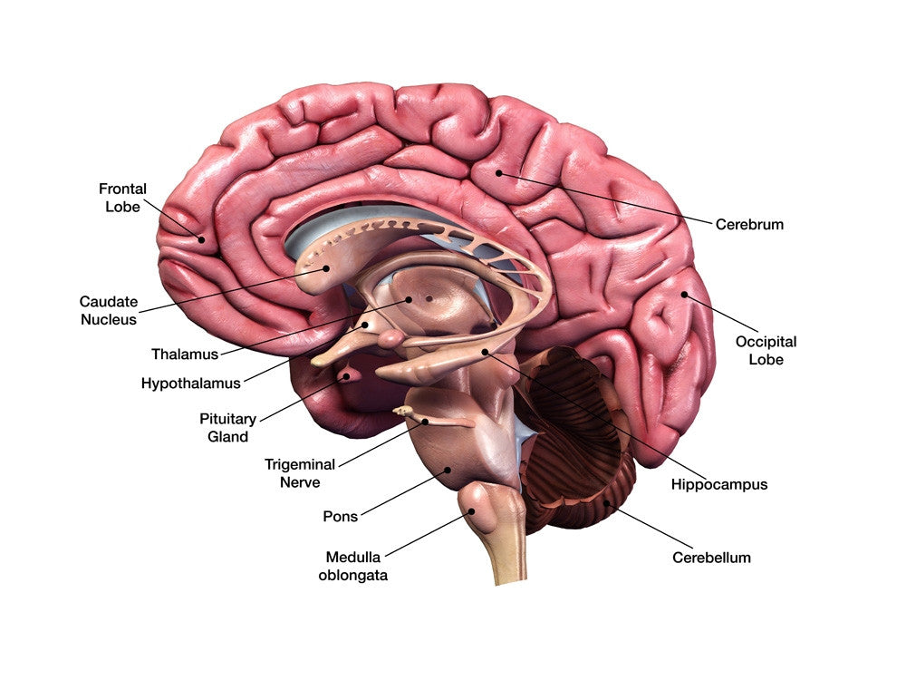 Human Brain Sagittal Section Fine Art Print by Hank Grebe