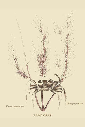 Sand Crab Vintage Art Print by Catesby | Buy EnLarge