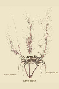 Sand Crab Vintage Art Print by Catesby | Buy EnLarge