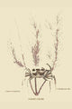 Sand Crab Vintage Art Print by Catesby | Buy EnLarge