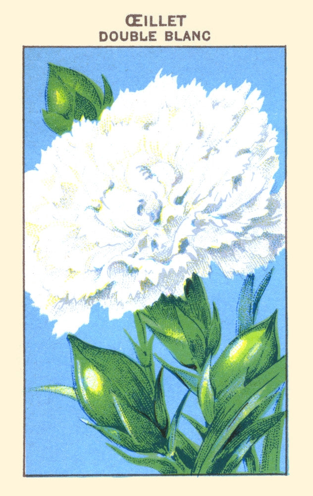 Double White Carnation Fine Art Print