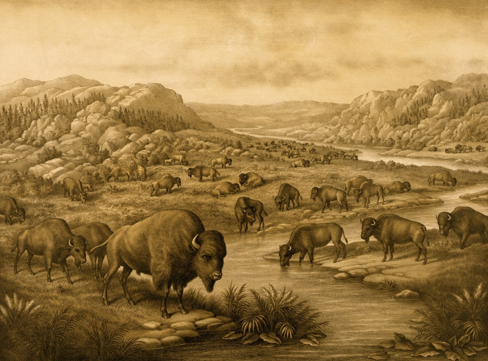 Buffaloes at Rest Fine Art Print - Multiple Sizes Available