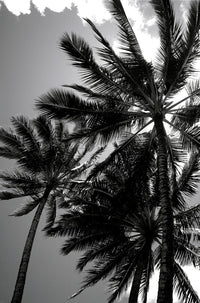 Hawaii Black and White Photograph of Tall Palm Trees by Kicka Witte