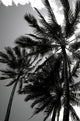 Hawaii Black and White Photograph of Tall Palm Trees by Kicka Witte