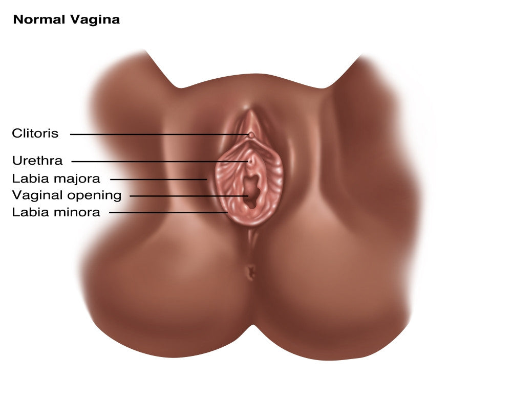 Vulva Illustration Fine Art Print by Gwen Shockey | Science Source