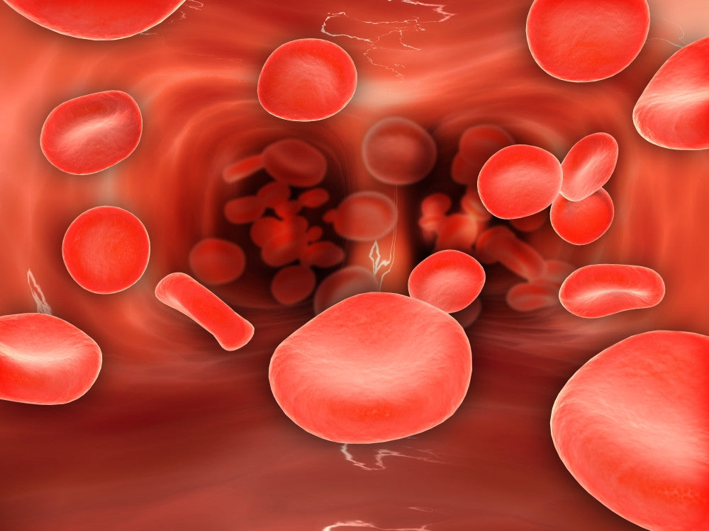 Microscopic View of Red Blood Cells Flowing in Lungs Fine Art Print
