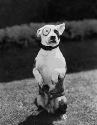 Pete The Pup Portrait Photo Print - Various Sizes Available