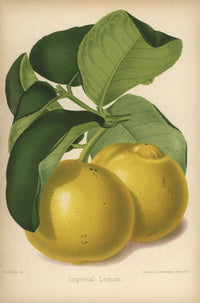 Imperial Lemon Cultivar Fine Art Print by Mary Evans