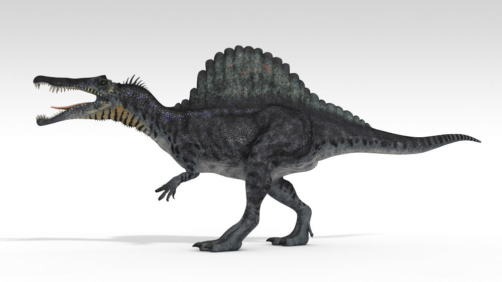 Spinosaurus Dinosaur Fine Art Print on White Background